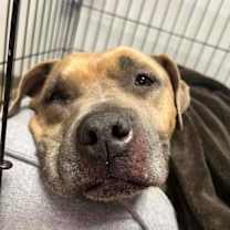 Thumbnail photo of Jessie #2