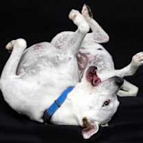 Thumbnail photo of George #2