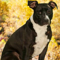 Thumbnail photo of Charlie #2