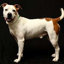 Thumbnail photo of Challenger #3