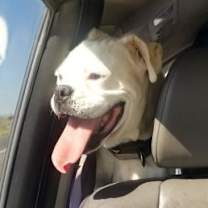 Thumbnail photo of Lola #2