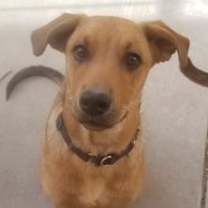 Thumbnail photo of Axl #3