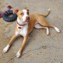 Thumbnail photo of Martini IN FOSTER #2