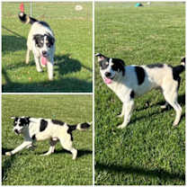 Thumbnail photo of Willy #2