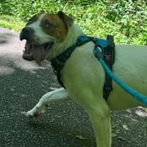 Thumbnail photo of Odin #2