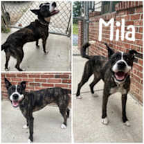 Thumbnail photo of Mila #2