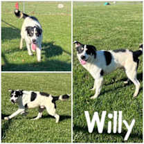Thumbnail photo of Willy #3