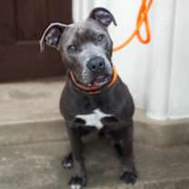 Thumbnail photo of Spatula #3