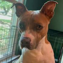 Thumbnail photo of Archibald #2