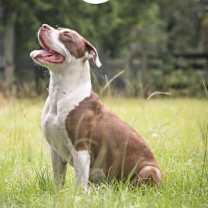 Thumbnail photo of Molly #2