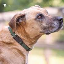 Thumbnail photo of Abby #2