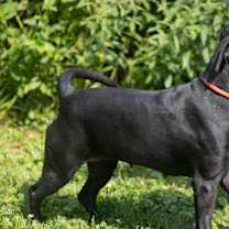 Thumbnail photo of Mira #3