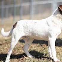 Thumbnail photo of Kirby #3