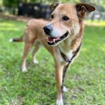 Thumbnail photo of Otis #2