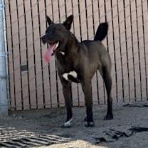 Thumbnail photo of Smokey #2