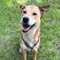 Thumbnail photo of Otis #3