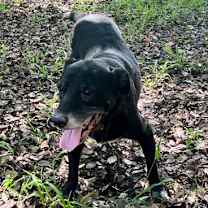 Thumbnail photo of Ryder #2