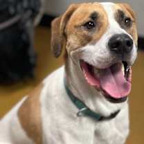 Thumbnail photo of Opie #3