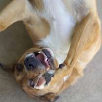 Thumbnail photo of Izzy #2
