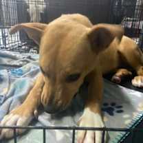 Thumbnail photo of Scrappy #2