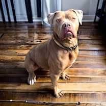 Thumbnail photo of Sheba #2
