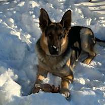 Thumbnail photo of Rocky #2