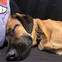 Thumbnail photo of Milo #2