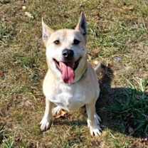 Thumbnail photo of Brutus #3