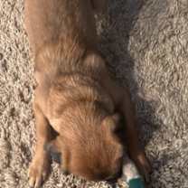 Thumbnail photo of Milo #3