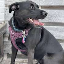 Thumbnail photo of Morty #3