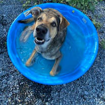 Thumbnail photo of Rambo #2