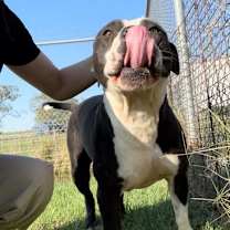 Thumbnail photo of BALOO #2