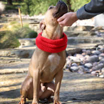 Thumbnail photo of Spunky #3