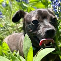 Thumbnail photo of Roscoe #2