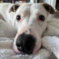 Thumbnail photo of Francine #2