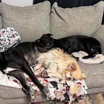 Thumbnail photo of Leo #3