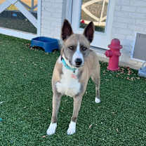 Thumbnail photo of Ivy #3