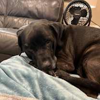 Thumbnail photo of Magneto #2