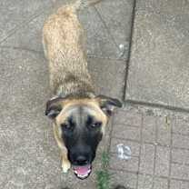 Thumbnail photo of Archie #3