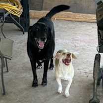 Thumbnail photo of Koa #2