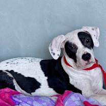 Thumbnail photo of Roxie #2