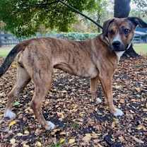 Thumbnail photo of Hallie #2