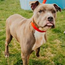 Thumbnail photo of Persey #2