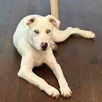 Thumbnail photo of Dundee #2