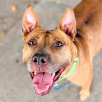 Thumbnail photo of Rosie #3