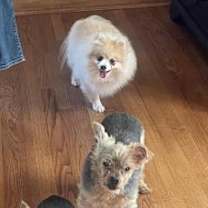 Thumbnail photo of Precious #2