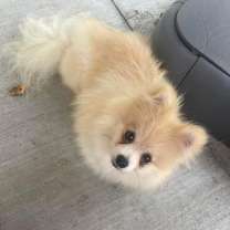 Thumbnail photo of Precious #3