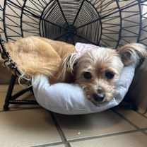 Thumbnail photo of Puff #2