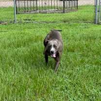 Thumbnail photo of Bruno #2