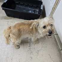 Thumbnail photo of Puff #3